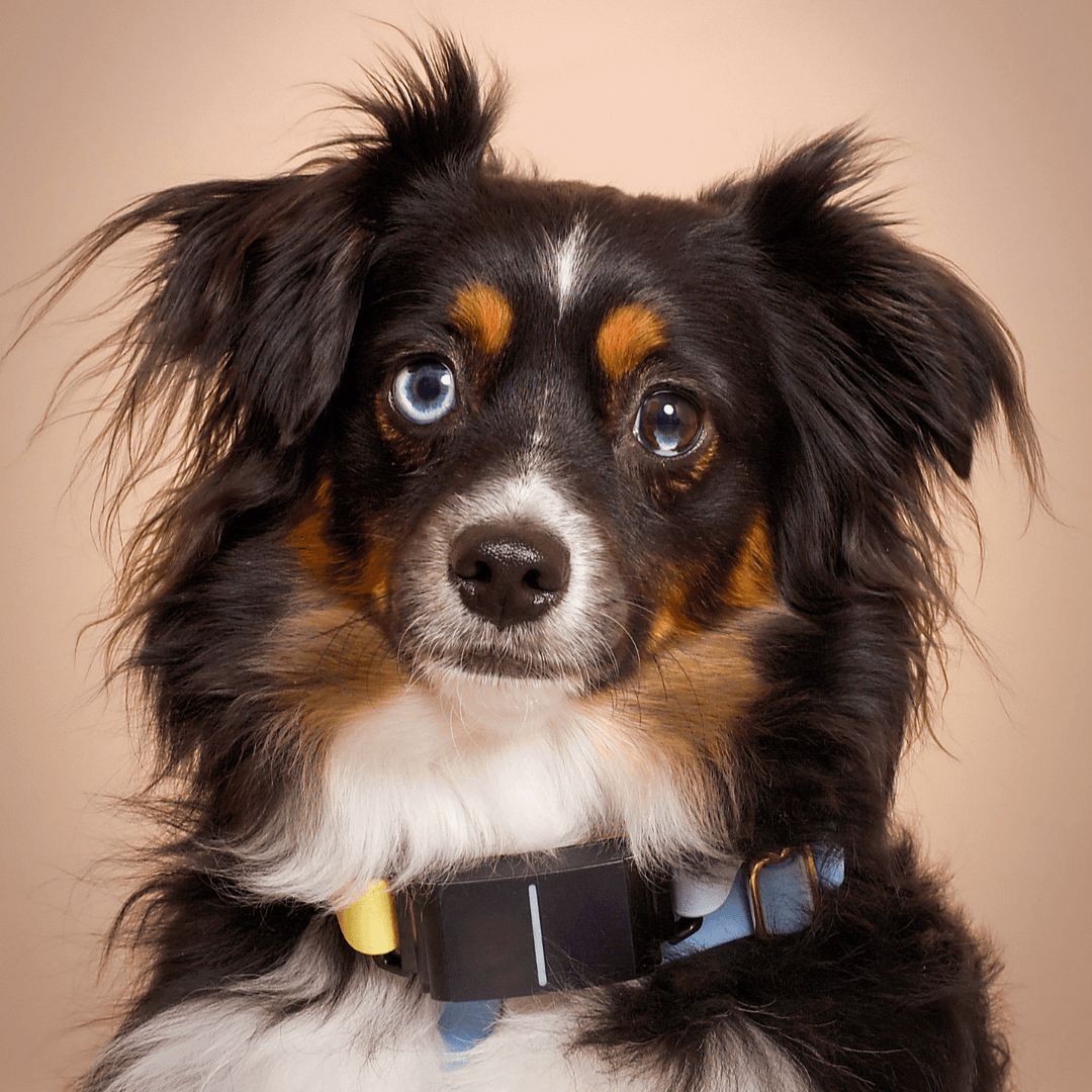https://jcpportraitdev.lifetouch.com/pet-photography/