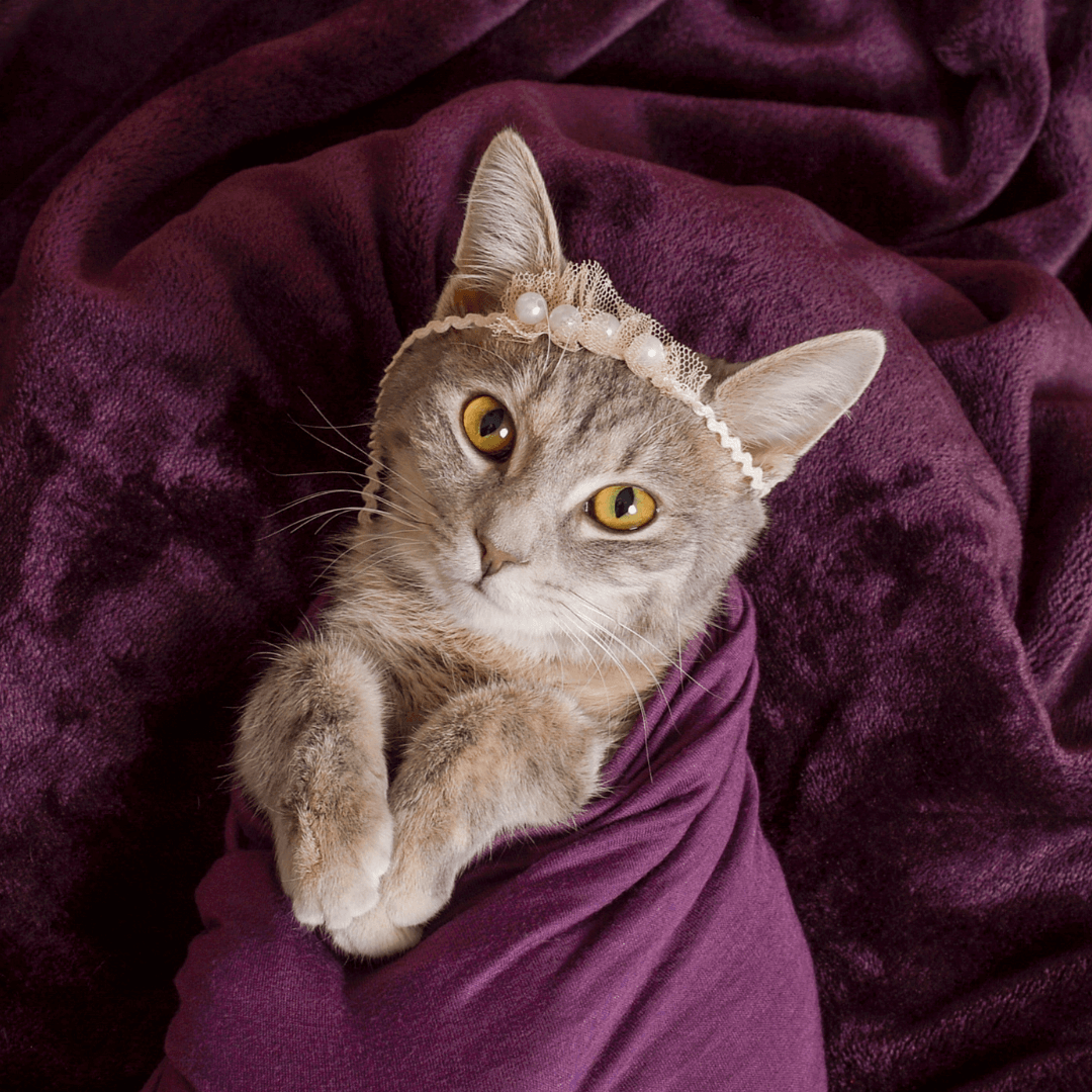 https://jcpportraitdev.lifetouch.com/pet-photography/