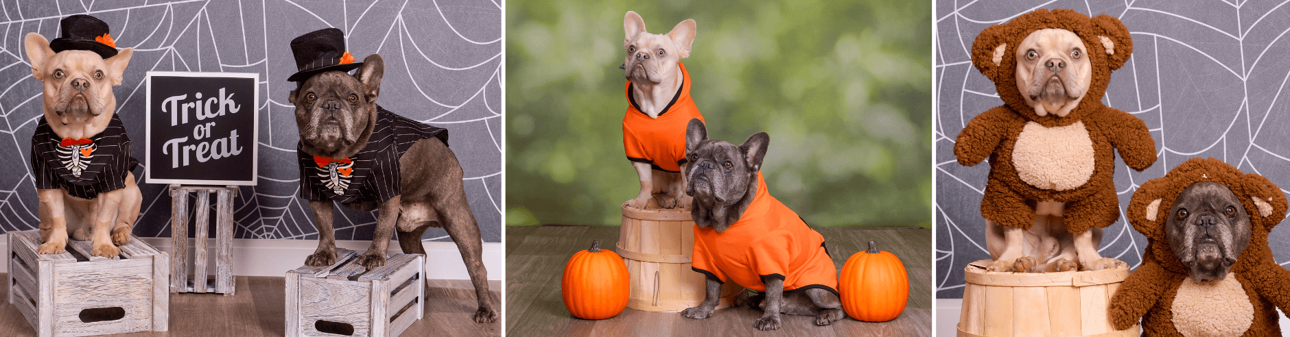 Dogs in Halloween costumes posing for Halloween pet photos.