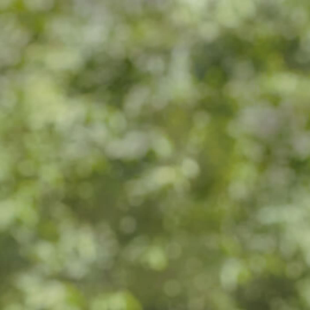 Outdoor Bokeh