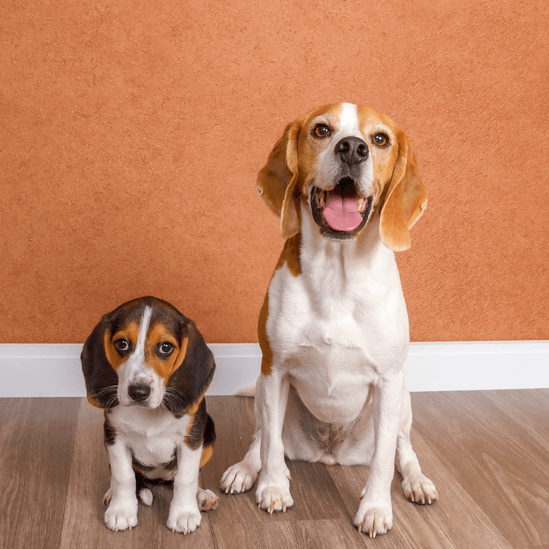 https://jcpportraitdev.lifetouch.com/pet-photography/