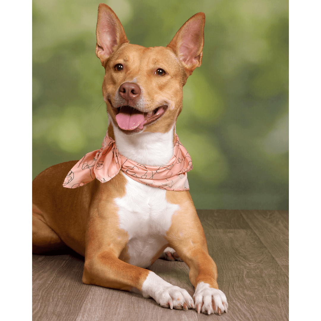 Pet Gallery 1080x1080px (6)