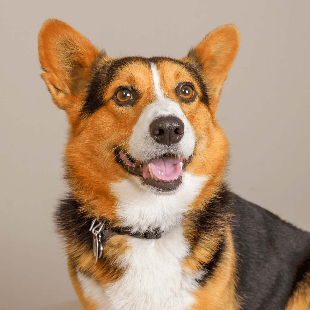 https://jcpportraitdev.lifetouch.com/pet-photography/